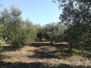 Aspro Olivenhain mit Meer- und Bergblick auf Kreta zum Verkauf Grundstück kaufen